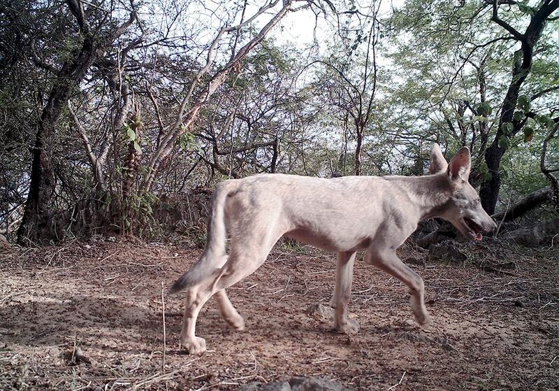 بالصور: دراسة جديدة تؤكد وجود النمر العربي في السلطنة