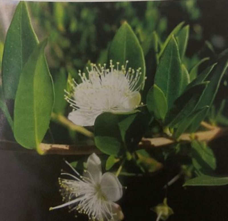 لتر زيتها يصل إلى 900 ريال: إليك هذه المعلومات عن شجرة “الياس”