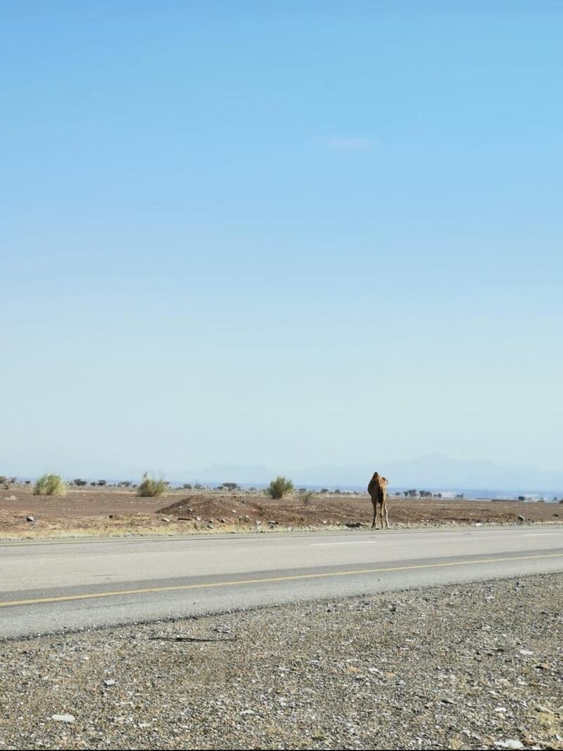 أرواحٌ زُهِقت على طريق وادي الحيملي -وادي الحاجر بسبب الجمال السائبة.. والمناشدات مستمرة