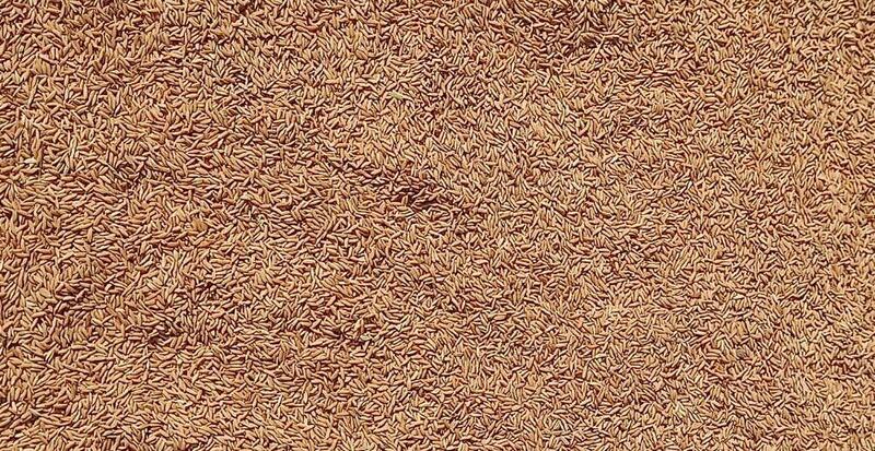 كيف تمكن حمير المعمري من زراعة الأرز؟