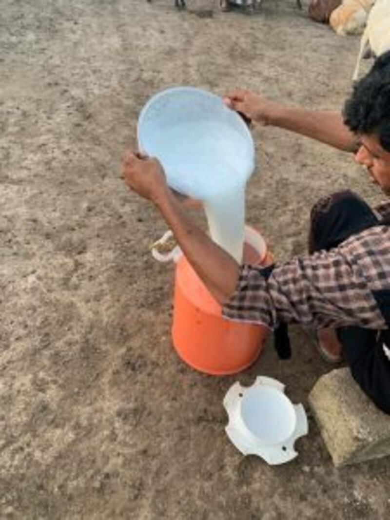 ملّاكها لا يبيعون حليبها وسمنها بل يتبرعون به: تعرّف على ملتقى سلالة “جينجر” المعروفة في ظفار