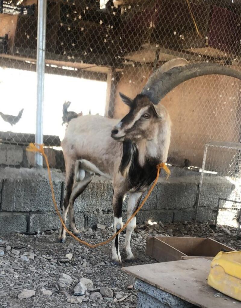 الإمساك بحيوان هارب