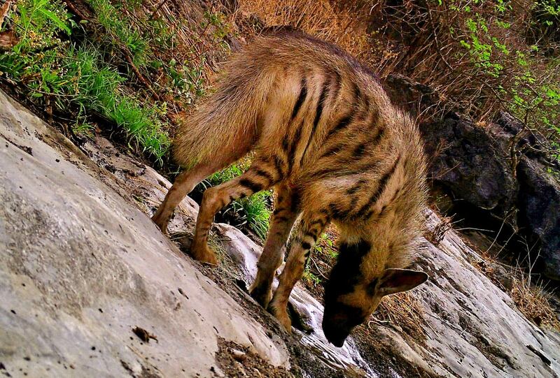 حكى عن قصته مع الأفاعي والذئاب: مصور عُماني يعشق تصوير الحيوانات ويرفض عروضًا من محطات عالمية