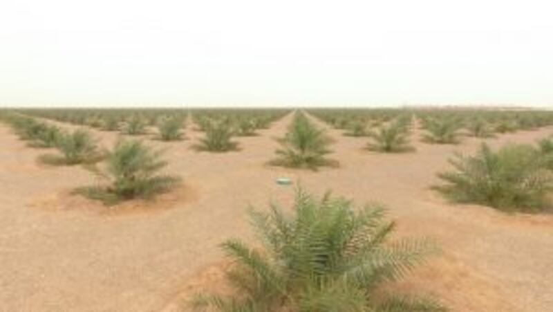 مزرعتان في البريمي تتسعان لـ 100 ألف نخلة