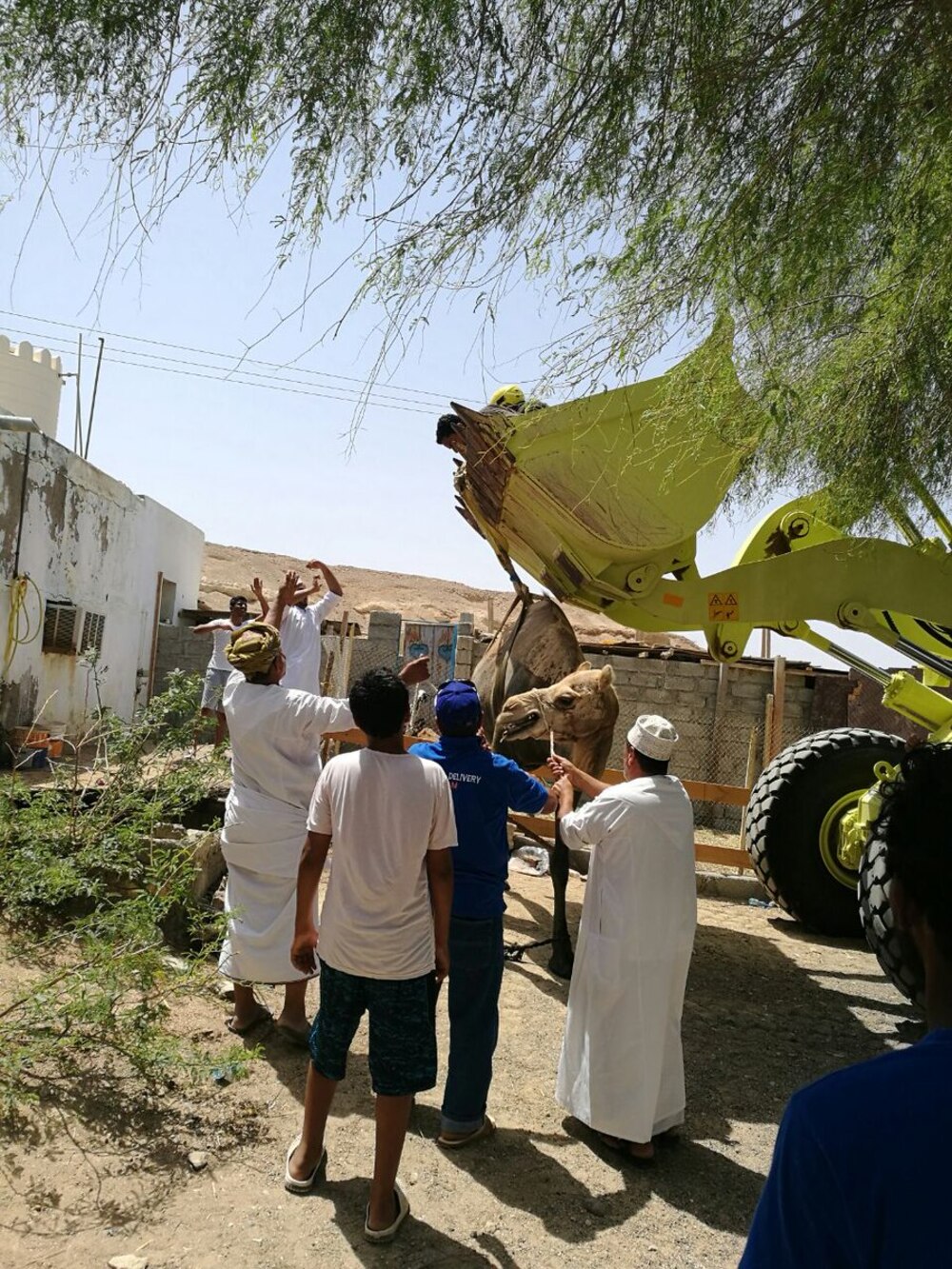 بالصور: إنقاذ جمل سقط في حفرة
