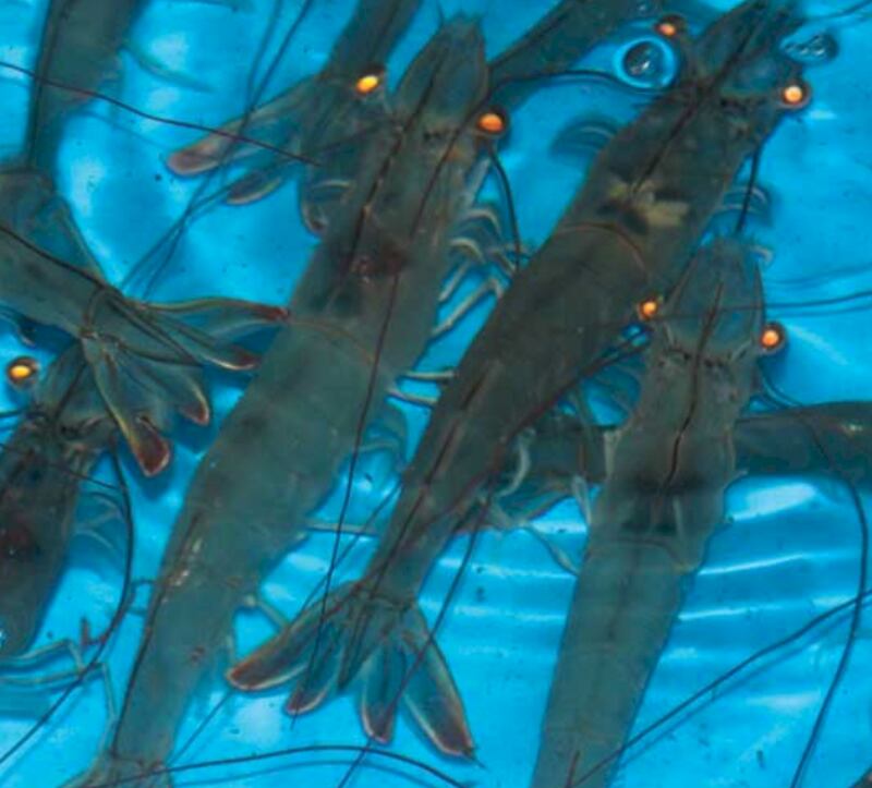 استقبال الدفعة الأولى من أمهات الروبيان