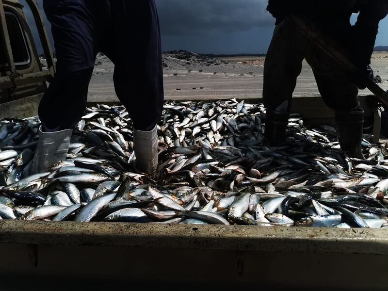 استنزاف العمالة السائبة للثروة السمكية متواصل والمناشدات مستمرة؛ فمتى تُوضَع الحلول؟