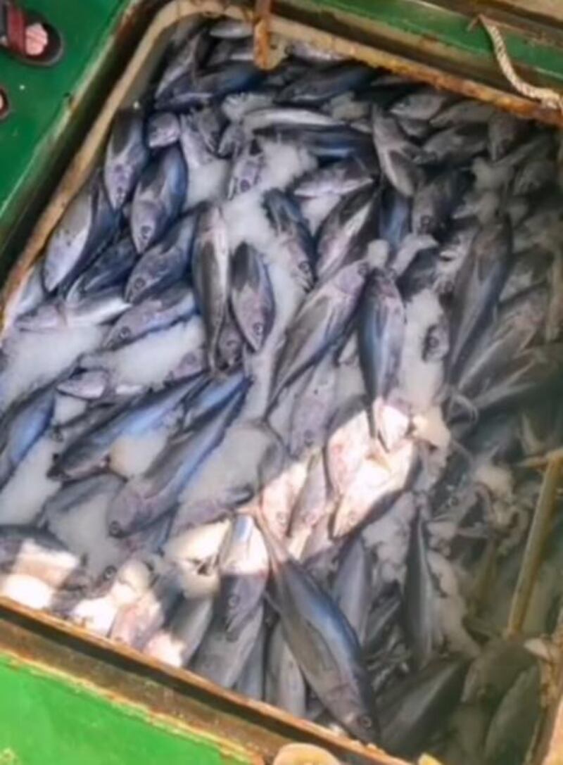 مواطن: وافدون يرتكبون ممارسات خاطئة في الصيد والبيئة البحرية