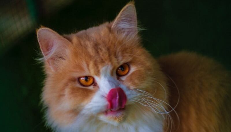 توجد به حيوانات نادرة: تعرّف على متنزه النعمان ببركاء