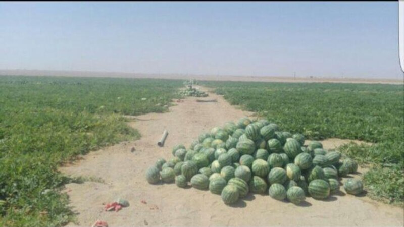 د.عبدالله باحجاج يكتب: “ألم أقل لكم أن ظفار فيها خير”، ومزرعة زينة الصحراء نموذجًا