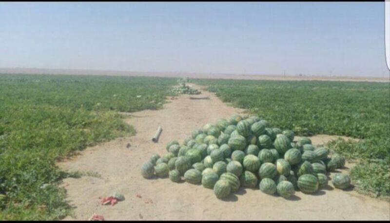 د.عبدالله باحجاج يكتب: “ألم أقل لكم أن ظفار فيها خير”، ومزرعة زينة الصحراء نموذجًا