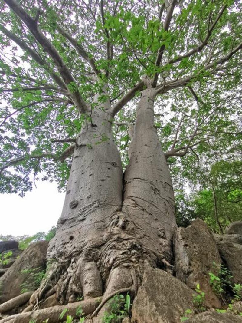 حملة في السلطنة لحماية أشجار عملاقة معمّرة ونادرة