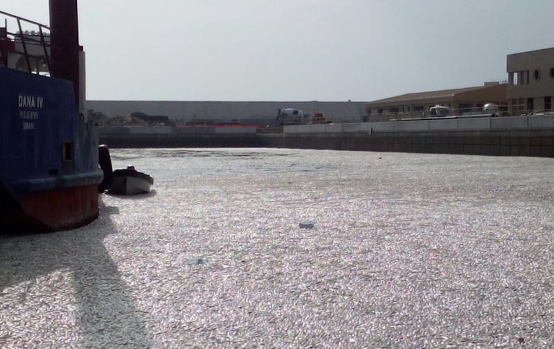 عضو بلدي مسقط يتحدث عن نفوق أسماك سداب ويوضح المطالَب