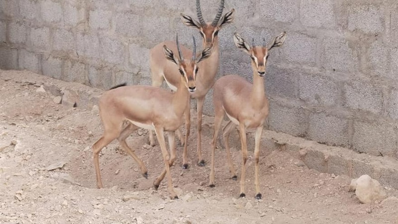 مواطن يحكي تجربته مع الاهتمام بالغزلان