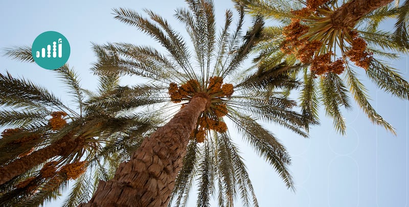 “قلب النخلة”، كنز غذائي يدعم صحة قلبك، فهل جربته؟