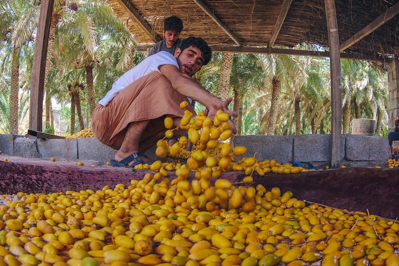 الحرارة المرتفعة  تُبكِّر جداد نخيل المبسلي في نخل
