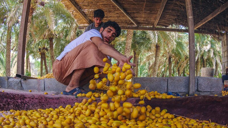 الحرارة المرتفعة تُبكِّر جداد نخيل المبسلي في نخل