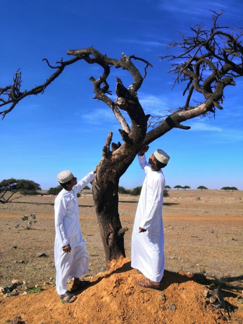 قام بها طلبة: دراسة تكشف نتائج عن شجرة ” الطلح” وتوزيعها