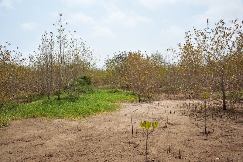 لها سمات تميزها: ماذا تعرف عن أشجار القرم في السلطنة؟