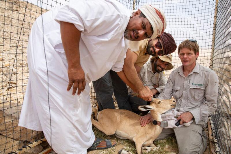 بالصور: دراسة بيئية حول الوعل النوبي في السلطنة