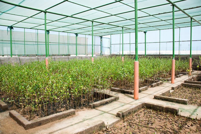 لها سمات تميزها: ماذا تعرف عن أشجار القرم في السلطنة؟