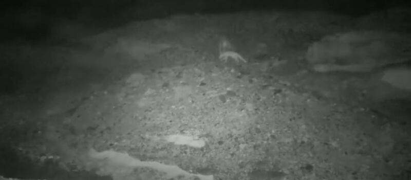 بالفيديو: ظهور نادر لحيوانين في جبل سمحان