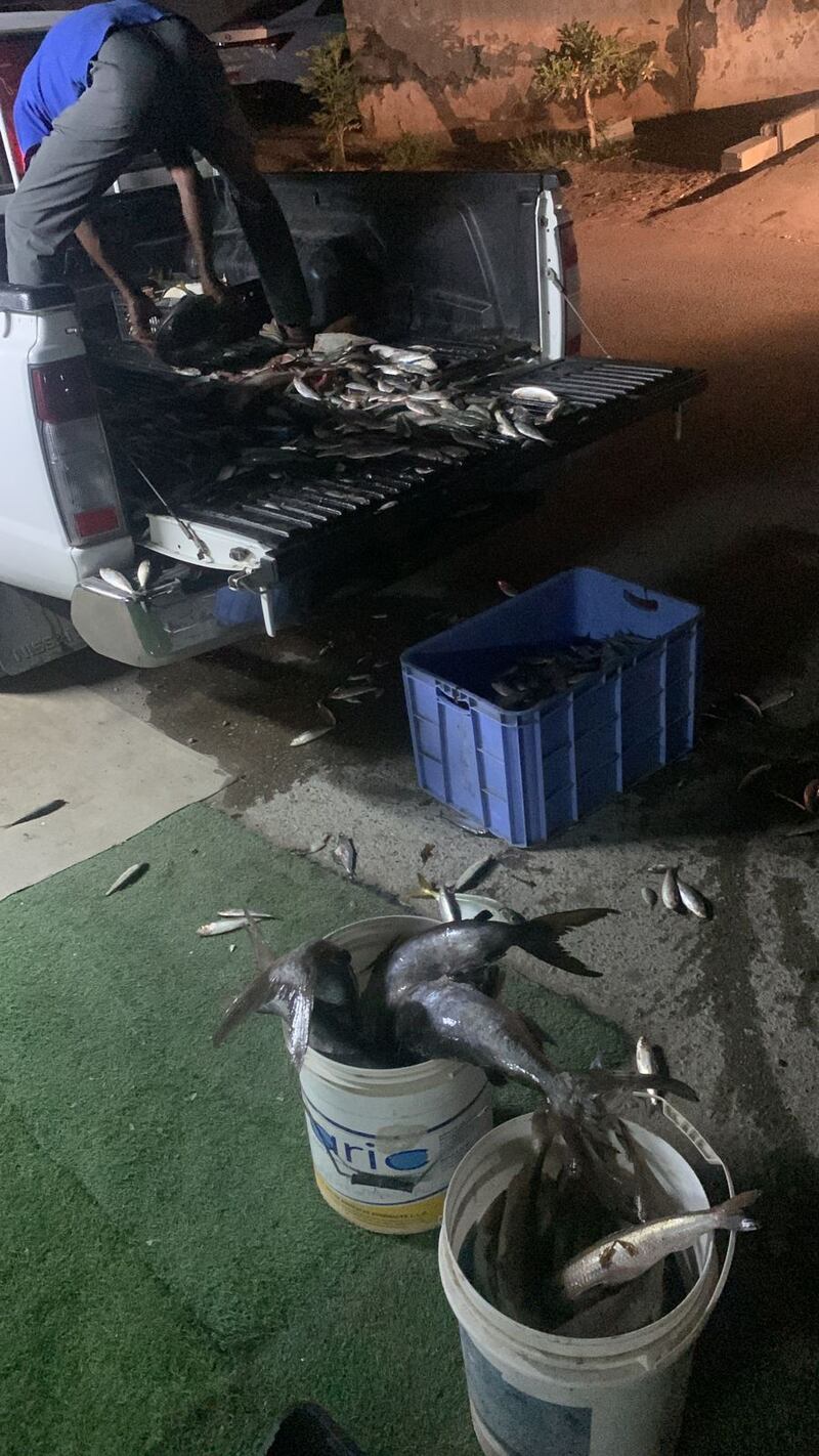 مصادرة كمية كبيرة من الأسماك عُرِضت في الشوارع