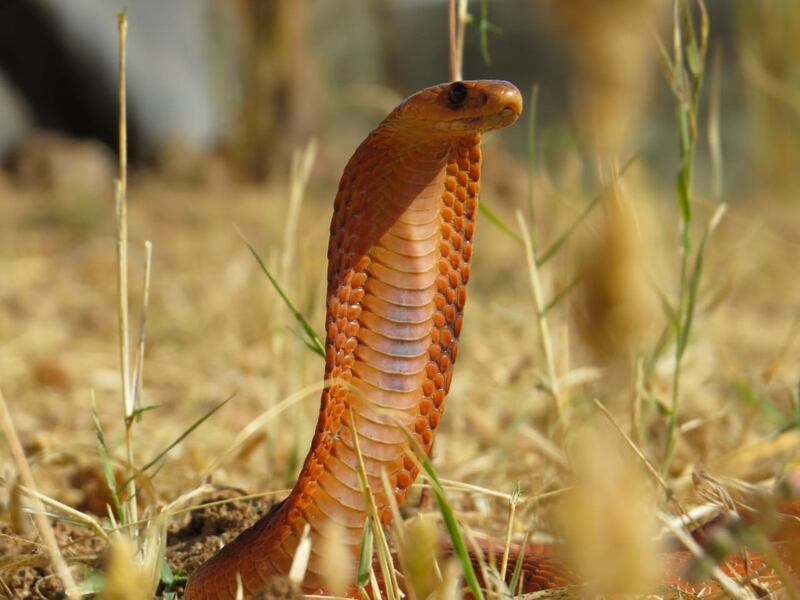 حكى عن قصته مع الأفاعي والذئاب: مصور عُماني يعشق تصوير الحيوانات ويرفض عروضًا من محطات عالمية