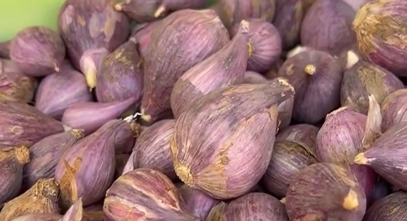 كيلو ثوم عماني بـ 60 ريالًا؛ فما السبب في ارتفاعه؟