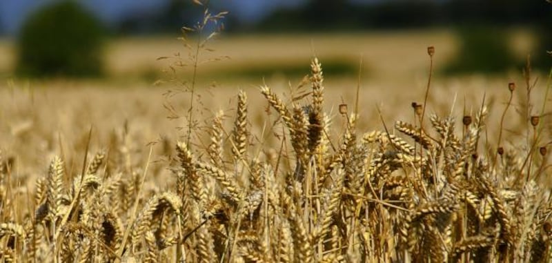 القمح العُماني… الأرقام تتزايد إنتاجًا ومساحةً