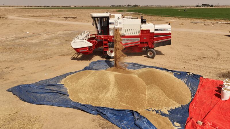 أرقام توضح حجم محصول القمح العماني