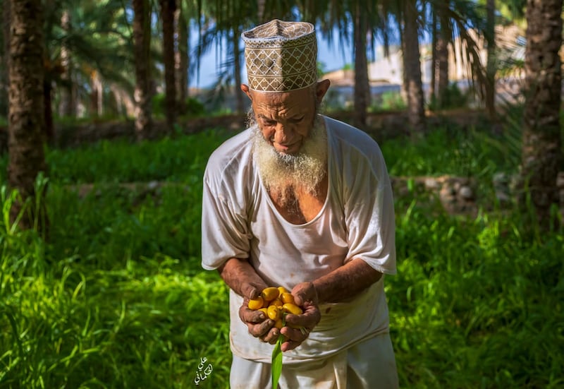 “التبسيل” موسم مهم وحرفة قديمة يمارسها المزارع العماني
