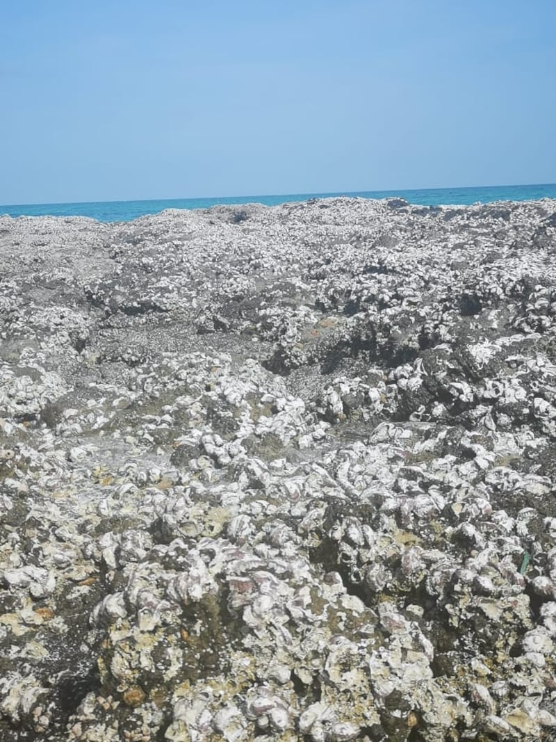 “الزوكة” نشاط اجتماعي في ظفار؛ فماذا تعرف عنه؟