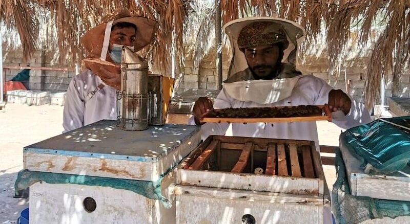 تدريب أبناء من أسر الضمان الاجتماعي على تربية نحل العسل