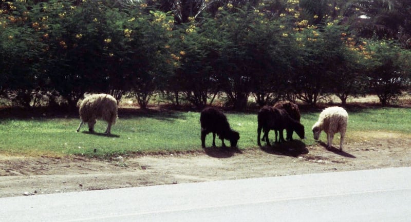 ما عقوبة ترك الحيوانات مهملة في الشوارع والأحياء السكنية؟