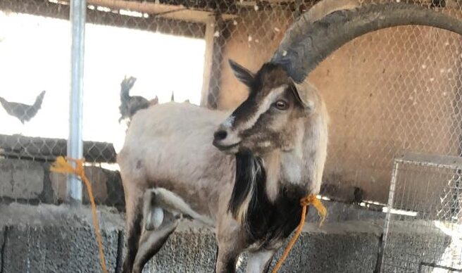 الإمساك بحيوان هارب