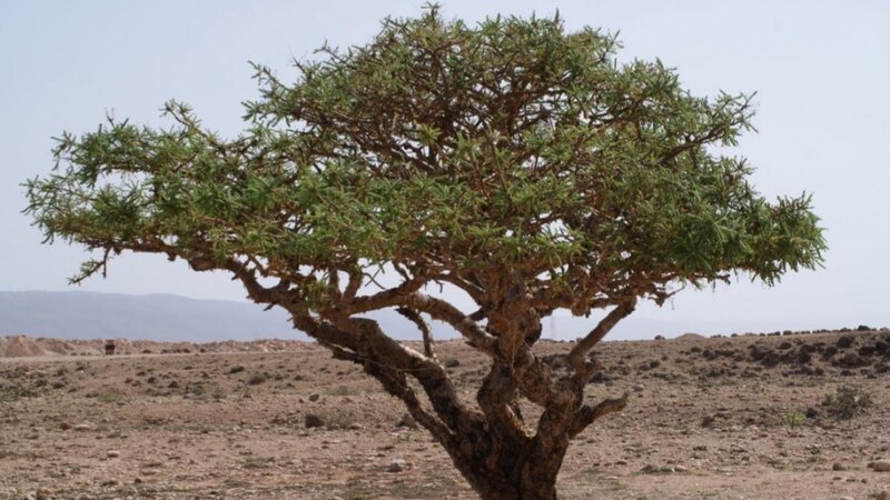 لبان أول حالة مدارية بمسمى عُماني، فماذا يعني؟