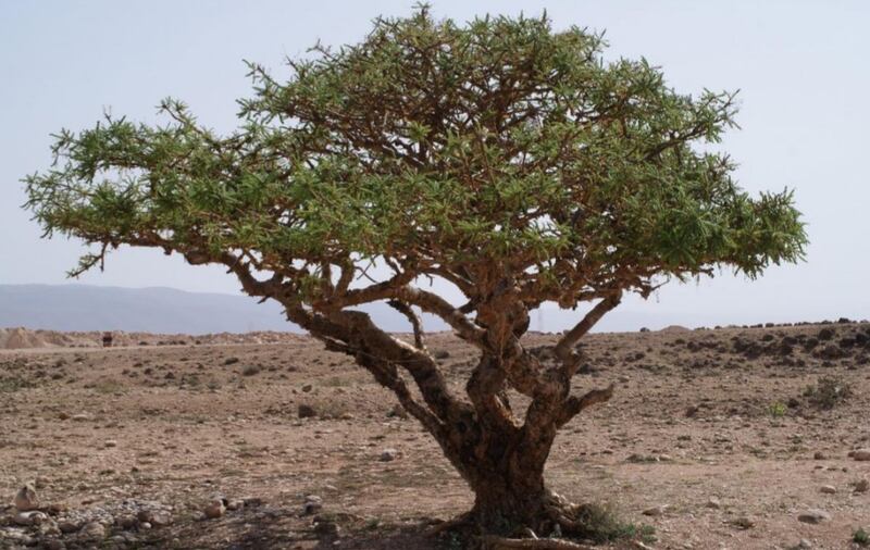 لبان أول حالة مدارية بمسمى عُماني، فماذا يعني؟