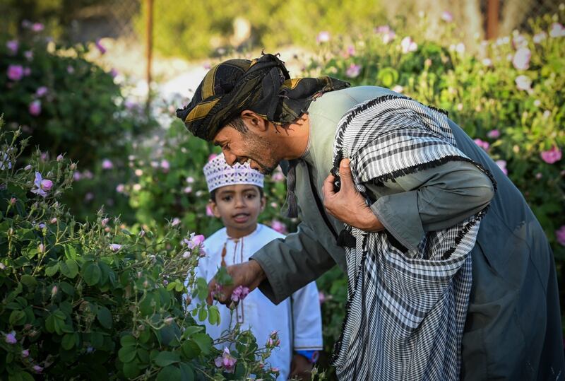 يستخدم في عدة صناعات: ماذا تعرف عن ورد الجبل الأخضر؟