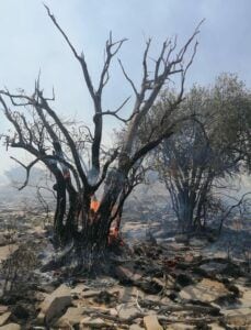 حريق في الحمراء والجهود متواصلة لاحتوائه