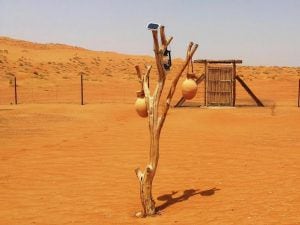 #السياحة_في_بلادي: ما الذي يُميز رمال الشرقية؟
